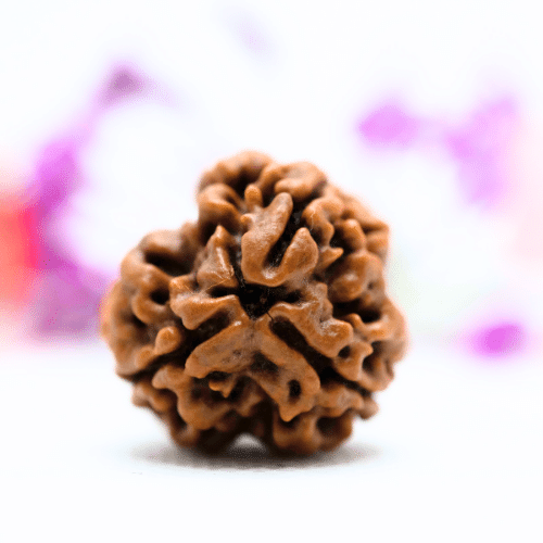 3 Mukhi Nepali Rudraksha - Super Collector
