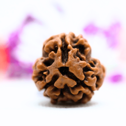 3 Mukhi Nepali Rudraksha - Super Collector
