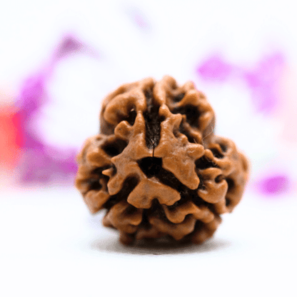 3 Mukhi Nepali Rudraksha - Super Collector