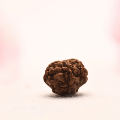7 Mukhi Java Rudraksha