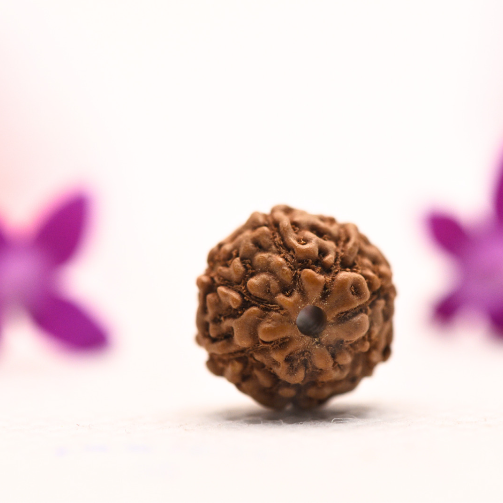 10 Mukhi Java Rudraksha