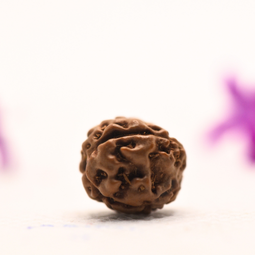 4 Mukhi Java Rudraksha