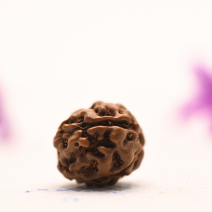 4 Mukhi Java Rudraksha