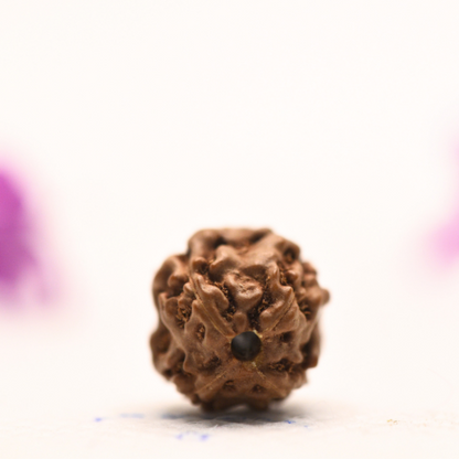 4 Mukhi Java Rudraksha