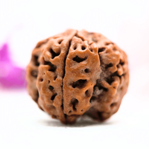 4 Mukhi Nepali Rudraksha - Antique