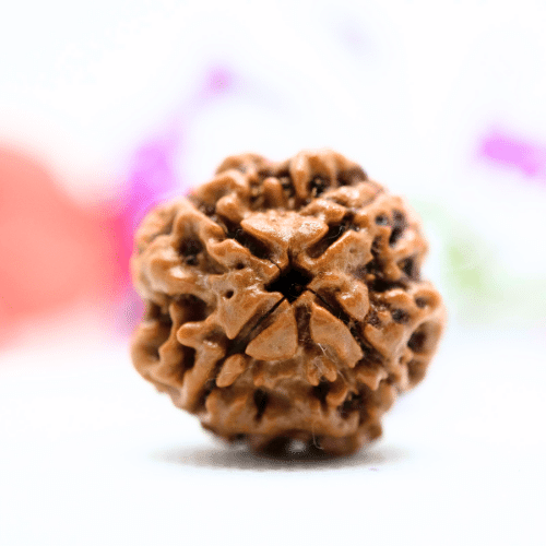 4 Mukhi Nepali Rudraksha - Collector