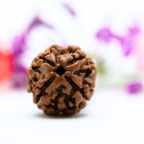 4 Mukhi Nepali Rudraksha - Regular