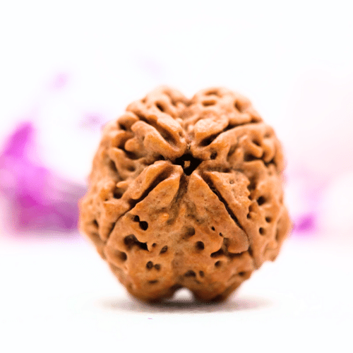 4 Mukhi Nepali Rudraksha - Super Collector