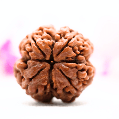 4 Mukhi Nepali Rudraksha - Super Collector