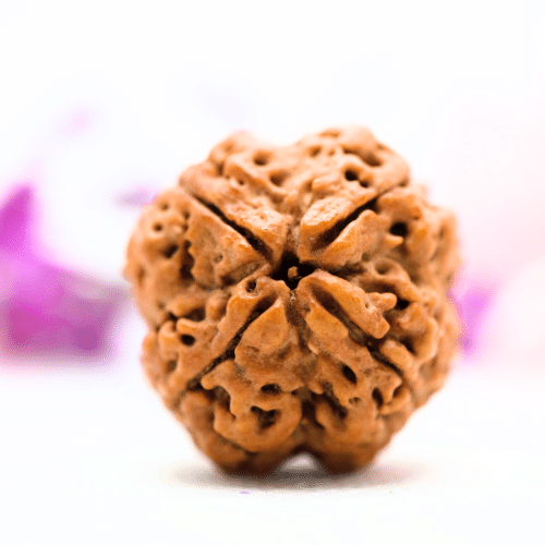 4 Mukhi Nepali Rudraksha - Super Collector