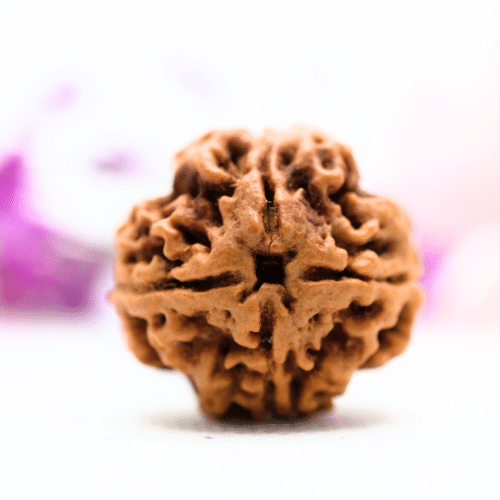 4 Mukhi Nepali Rudraksha - Super Collector