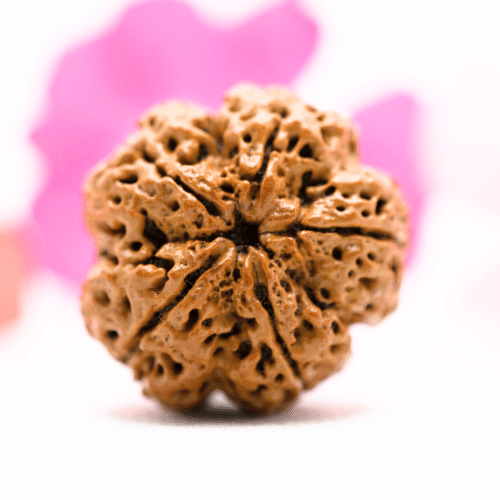 5 Mukhi Nepali Rudraksha - Collector