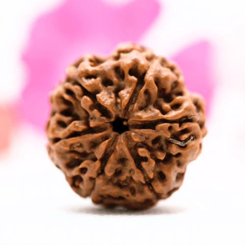5 Mukhi Nepali Rudraksha - Collector