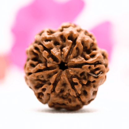 5 Mukhi Nepali Rudraksha - Collector