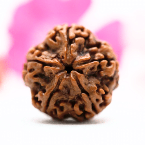 5 Mukhi Nepali Rudraksha - Collector
