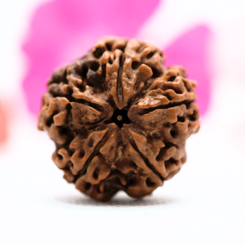 5 Mukhi Nepali Rudraksha - Collector