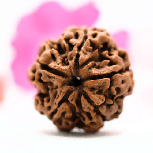 5 Mukhi Nepali Rudraksha - Super Collector