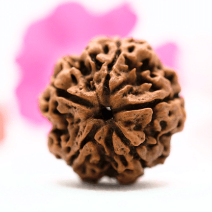 5 Mukhi Nepali Rudraksha - Super Collector
