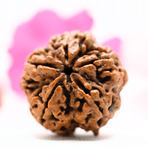 5 Mukhi Nepali Rudraksha - Super Collector
