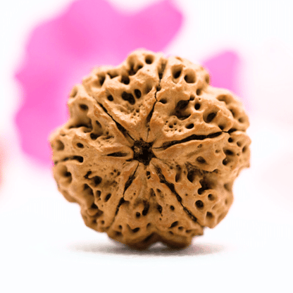 5 Mukhi Nepali Rudraksha - Super Collector