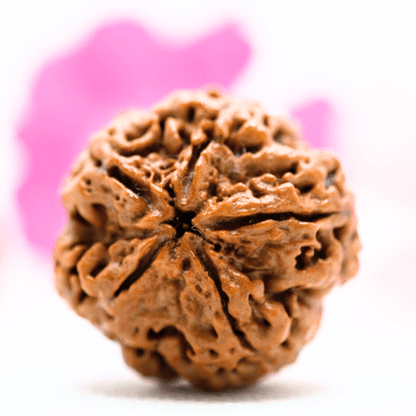 5 Mukhi Nepali Rudraksha - Super Collector