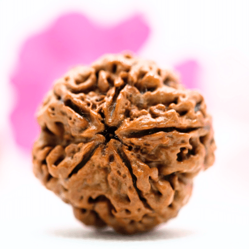 5 Mukhi Nepali Rudraksha,5 Mukhi Rudraksha