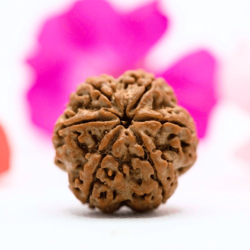 6 Mukhi Nepali Rudraksha - Large