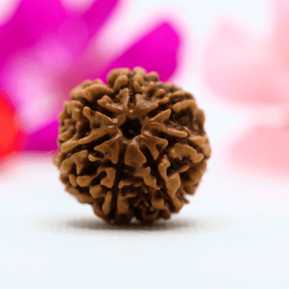 7 Mukhi Nepali Rudraksha - Large