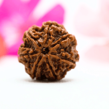 7 Mukhi Nepali Rudraksha - Large