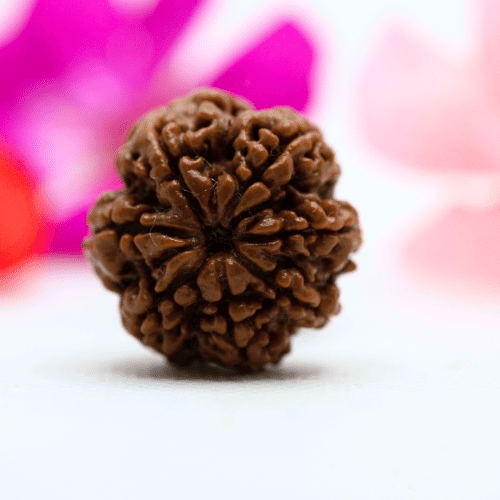 7 Mukhi Nepali Rudraksha - Large