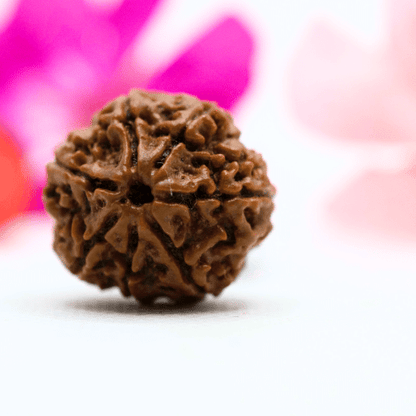 7 Mukhi Nepali Rudraksha - Large