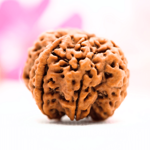 7 Mukhi Nepali Rudraksha - Antique