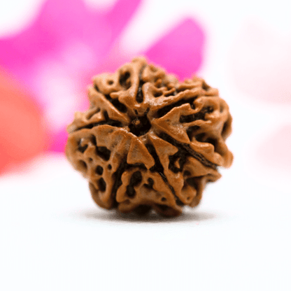 7 Mukhi Nepali Rudraksha - Collector