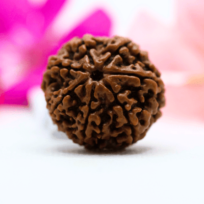 7 Mukhi Nepali Rudraksha - Collector