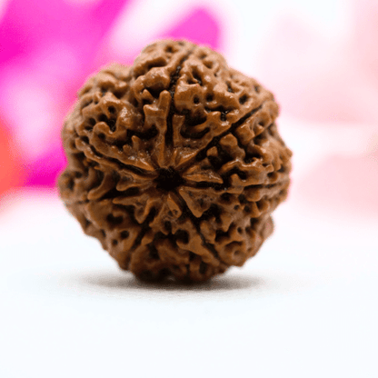 7 Mukhi Nepali Rudraksha - Collector