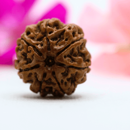 7 Mukhi Nepali Rudraksha - Collector