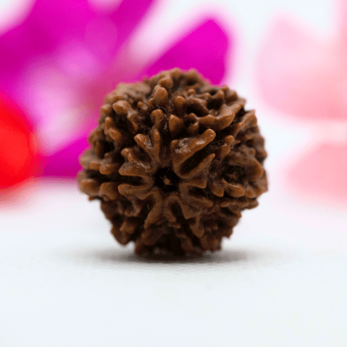 7 Mukhi Nepali Rudraksha - Regular