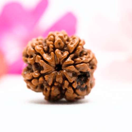 7 Mukhi Nepali Rudraksha - Super Collector