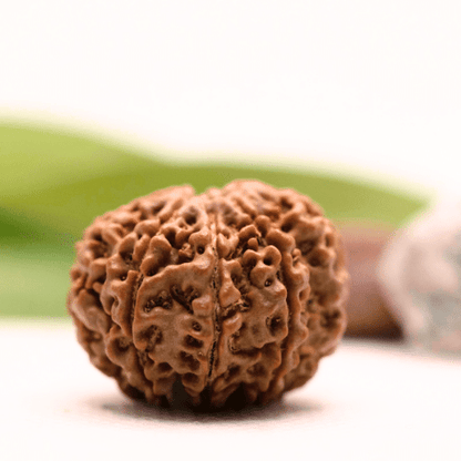 8 Mukhi Nepali Rudraksha - Collector
