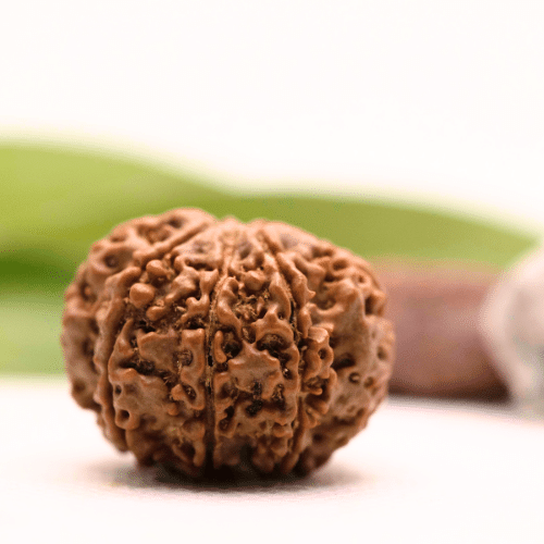 8 Mukhi Nepali Rudraksha - Collector