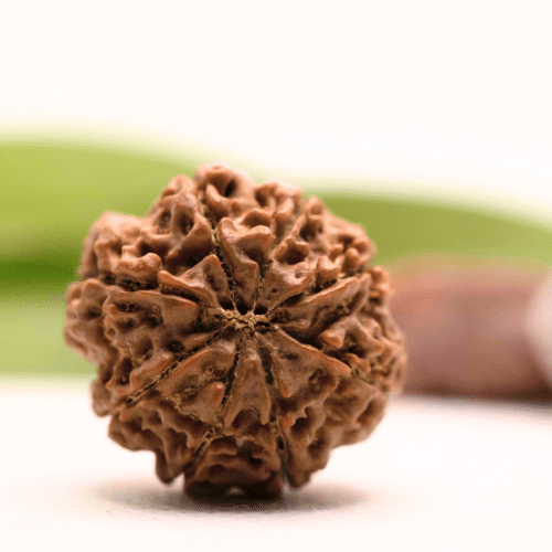 8 Mukhi Nepali Rudraksha - Collector