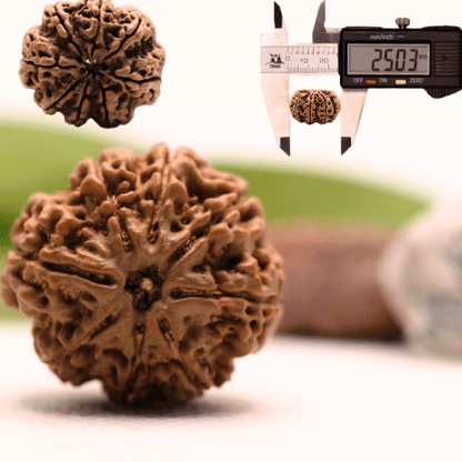 8 Mukhi Nepali Rudraksha - Collector
