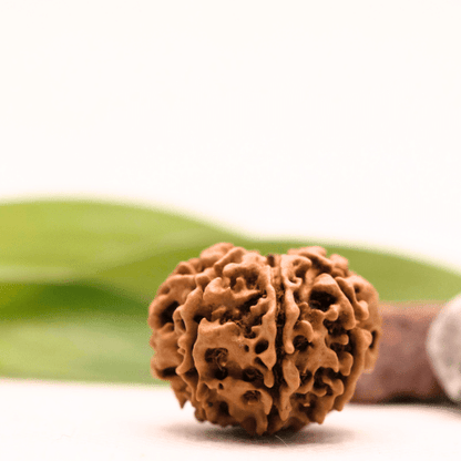 8 Mukhi Nepali Rudraksha - Collector