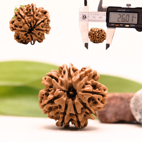 8 Mukhi Nepali Rudraksha - Collector