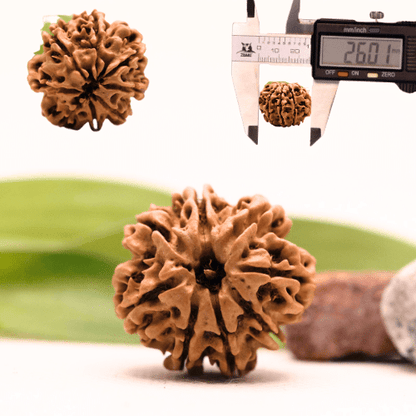 8 Mukhi Nepali Rudraksha - Collector