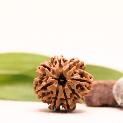8 Mukhi Nepali Rudraksha - Collector