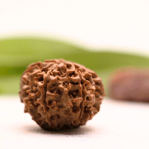8 Mukhi Nepali Rudraksha - Collector