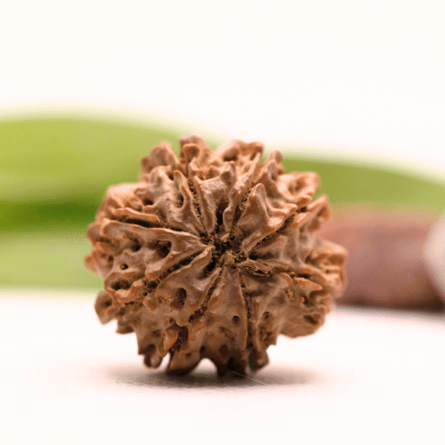 8 Mukhi Nepali Rudraksha - Collector