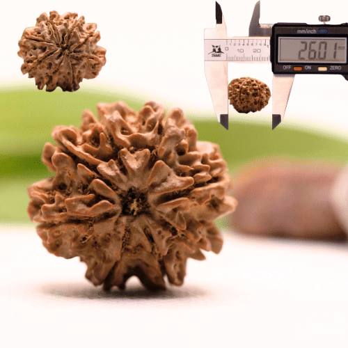 8 Mukhi Nepali Rudraksha - Collector