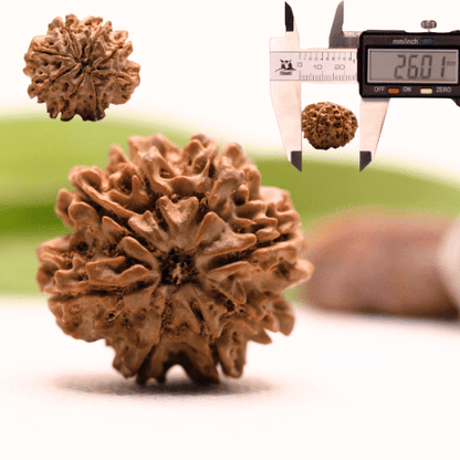 8 Mukhi Nepali Rudraksha - Collector